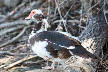 duck with red beak on the lake shore
