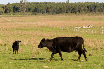 cows grazing in the green Argentine countryside