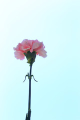 Pink carnation flower against a blue sky