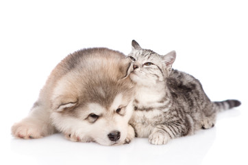Tabby cat sniffs the dog's ear. isolated on white background