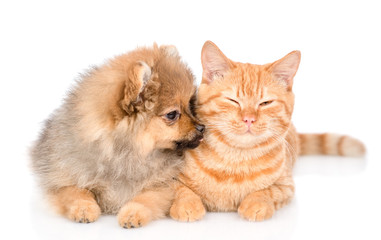 Spitz puppy licks a happy cat. isolated on white background