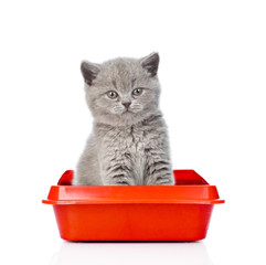 Obraz premium Baby kitten sitting in litter box. isolated on white background