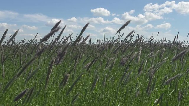 The strong wind inclines Timothy-grass Phleum pratense in field to summer sunny day