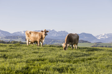 Swiss brown cattle grazes on a spring morning on a meadow in the foothills of Switzerland