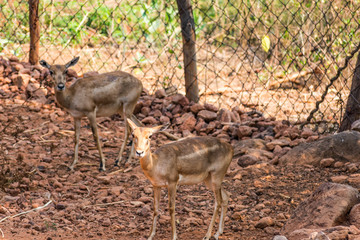Barking Deer deer close view at zoo standing on shadow in national park.