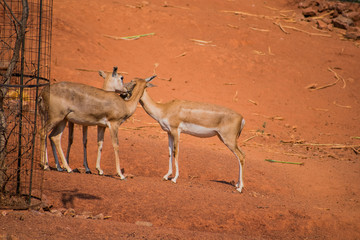 Barking Deer deer kids  close view at zoo standing on sunny day  in national park.