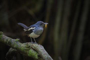 Oriental magpie robin