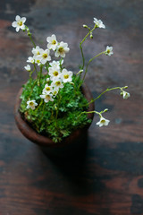 saxifrage flower in pot