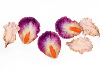 Crédence de cuisine en verre imprimé Iris iris petals isolated