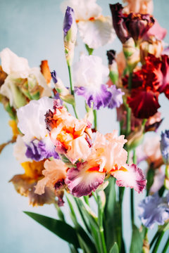 colorful iris flowers