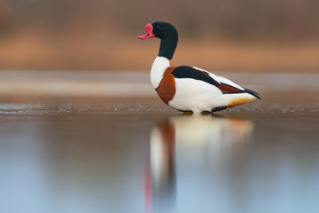 Common shelduck (Tadorna tadorna). Male