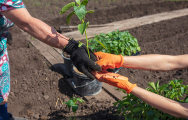 Obraz premium Planting seedlings in the garden