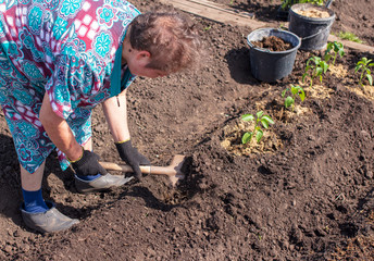 Planting seedlings in the garden