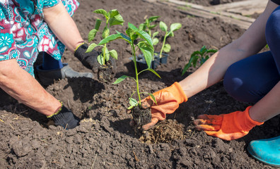 Planting seedlings in the garden