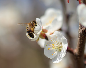 Bee on a flower of a flower of a tree
