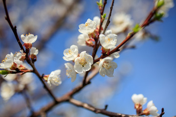 Flowers on the branches of a tree in the nature