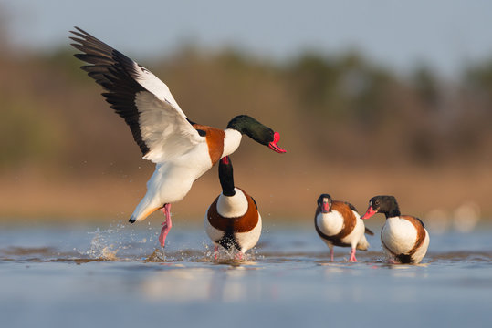 Common shelduck male chasing rival from territory - Tadorna tadorna