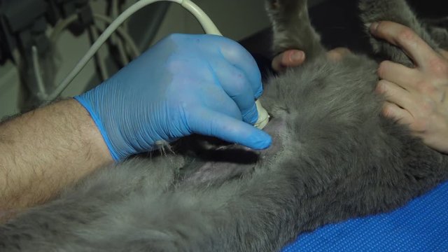 Veterinary doctor makes an medical ultrasound examination of a cat. Cat on ultrasound diagnosis in a veterinary clinic.