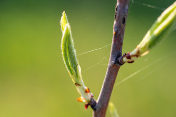 Young green leaves on a tree in spring