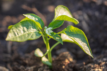 Saplings of paprika in the soil in the garden