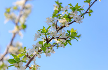 Flowers on the branches of a tree in the nature