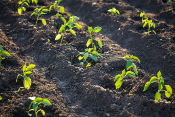 Saplings of paprika in the soil in the garden