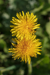 Yellow dandelion flower in a park