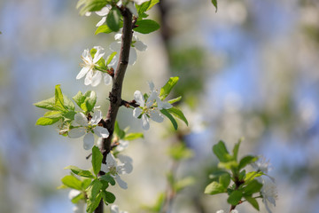 Flowers on the branches of a tree in the nature