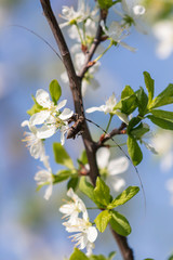 Beetle with a big mustache on a flowering tree