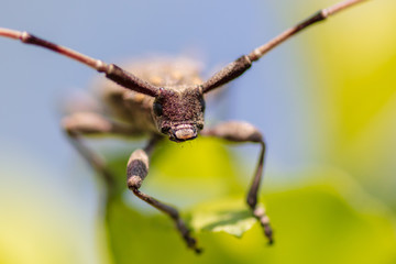 Portrait of a beetle on a branch of a tree