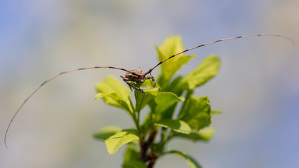 Portrait of a beetle on a branch of a tree
