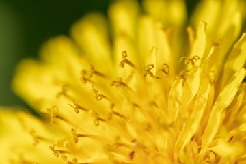 Fototapeta premium Yellow dandelion flower in a park