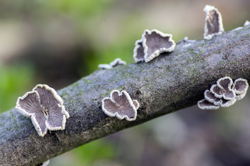 Schizophyllum commune species of gilled fungus