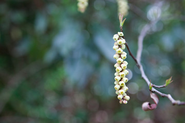 キブシの花