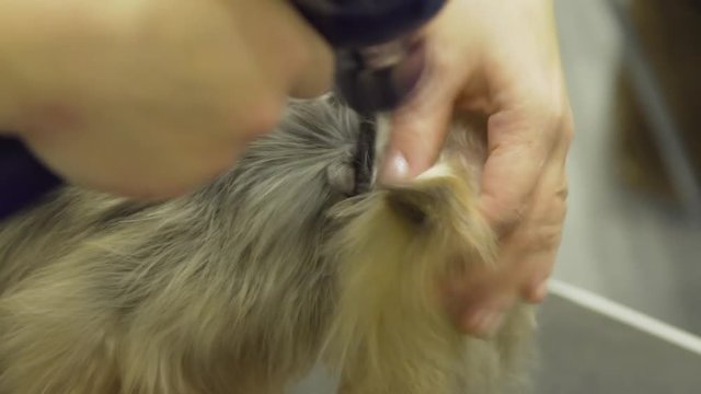 Pet grooming salon. Grooming a little dog in pet grooming, hairdressing salon for dogs. Groomer using blowdryer on dog.