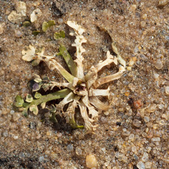 Plant in the sand after melting snow