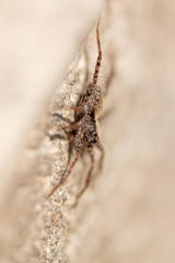 Portrait of a spider on a concrete wall