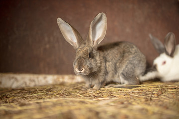 Portrait of a rabbit on a farm