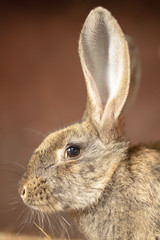 Portrait of a rabbit on a farm