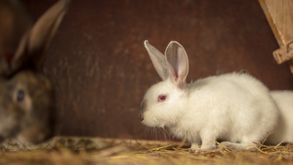 Portrait of a rabbit on a farm