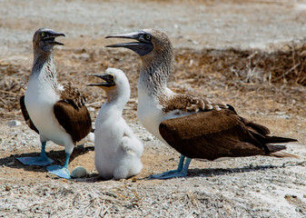 Two adult blue footed boobies with their chick