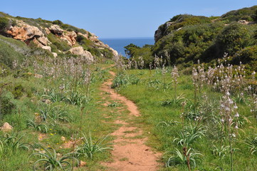 Wanderweg in unberührter Natur auf spanischer Insel Menorca im Frühling