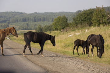 Horses are walking. Big autumn field with trees far away and clouds in the blue sky. Asphalt road. Travelling