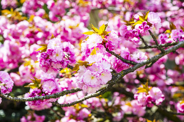 Blooming pink Japanese cherry or sakura flowers in Europe