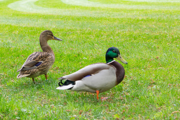 Two ducks mallards on green grass