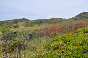 Fototapeta na wymiar heidelandschaft auf spanischer Insel Menroca im Frühling