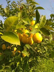 Branch of a lemon tree with fruits 