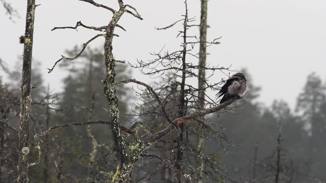 Hooded crow (Corvus cornix) in a tree in winter. Finland. 