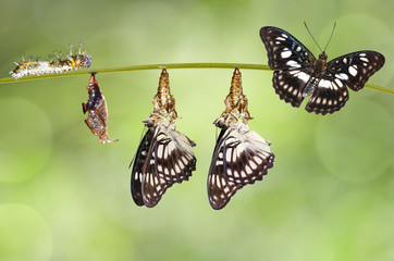 Transformation from chrysalis of Black-veined sergeant butterfly ( Athyma ranga ) hanging on twig