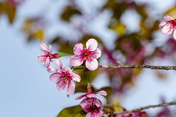 Close up wild Himalayan cherry (Prunus cerasoides) flowers in blue sky, Thailand's sakura flower